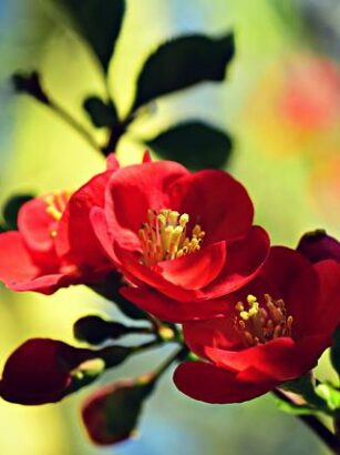 Bliv klogere på rosacea. 6 interessante fakta du bør kende