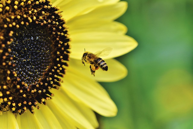 Høstanemoner som bi- og sommerfuglemagneter: Gode tips til at tiltrække bestøvere