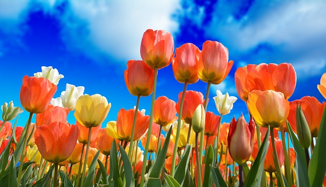 Tulipanløg: En guide til at vælge de rette sorter til din have