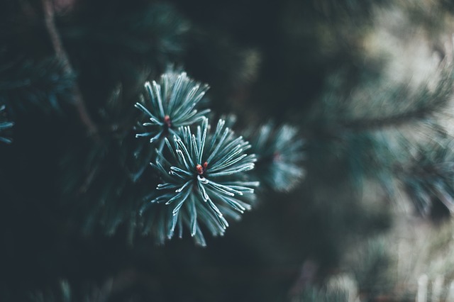 Glem bekymringerne om nåle og snavs – juletræstæpper gør oprydningen let